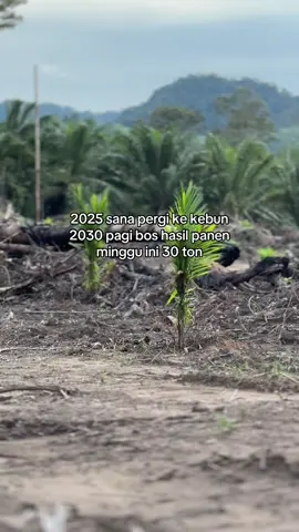 Bismillah🤲🏻#storysawit🌴🌴 #sawitontiktok #petanisawit #petanimuda #bossawit 