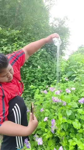 ดอกอะไรอยู่กับต้นหญ้า ดอกเยอะมาก #ครีเอเตอร์tiktok 