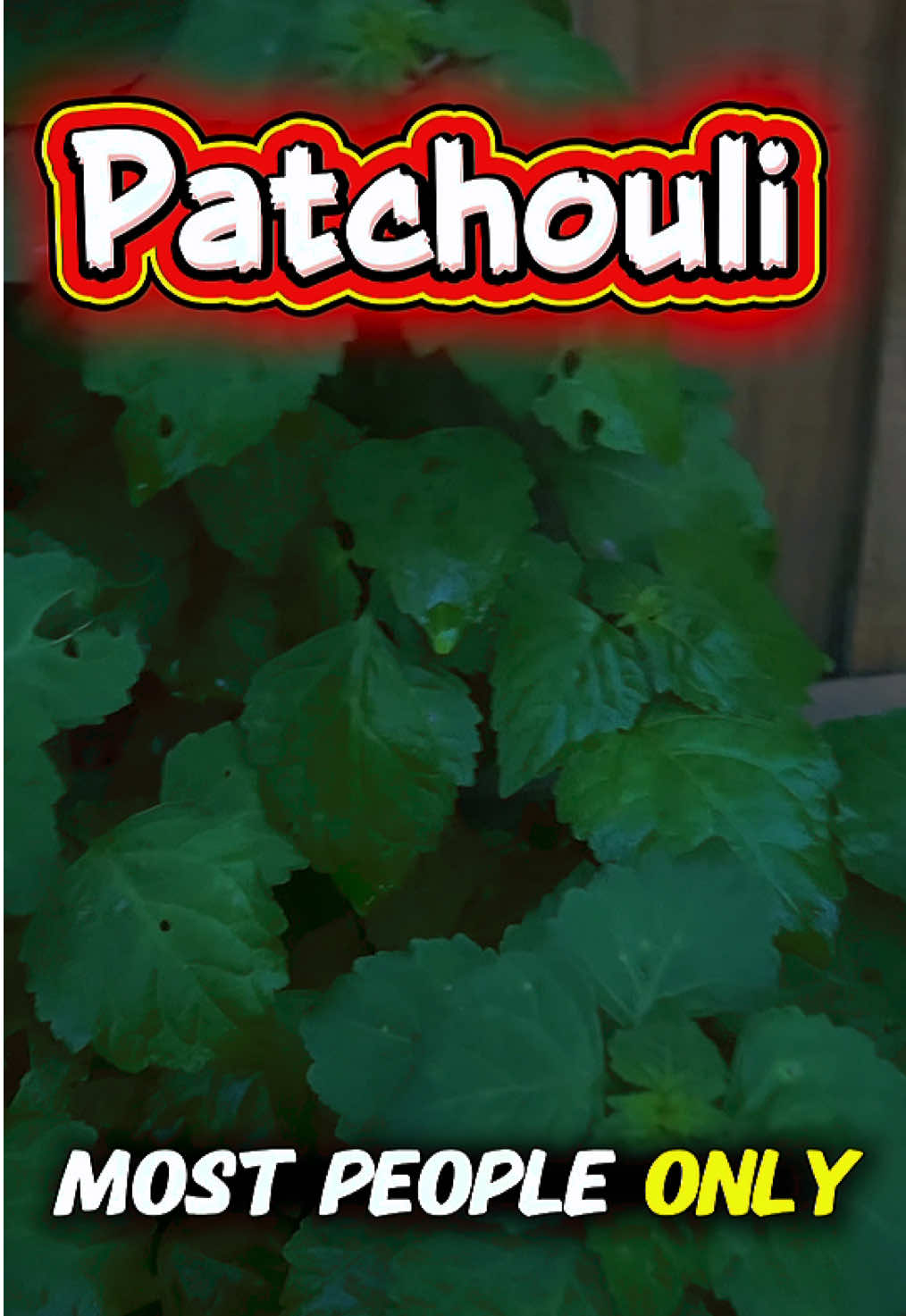 Patchouli isn’t just a scent 🌿✨ It’s medicine, history, and spiritual protection in one plant. Would you grow it? #Patchouli #MedicinalPlants #HerbalHealing #PlantTok #GardenTok   