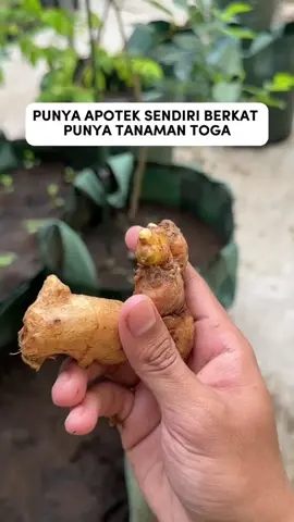 sejak punya tanaman ini, aku gaperlu lagi ke apotek #infarm #berkebun #menanam #tanaman #fyp 