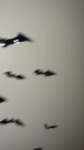#bats #walldecor #wallpaper #wallart #wallstickers 