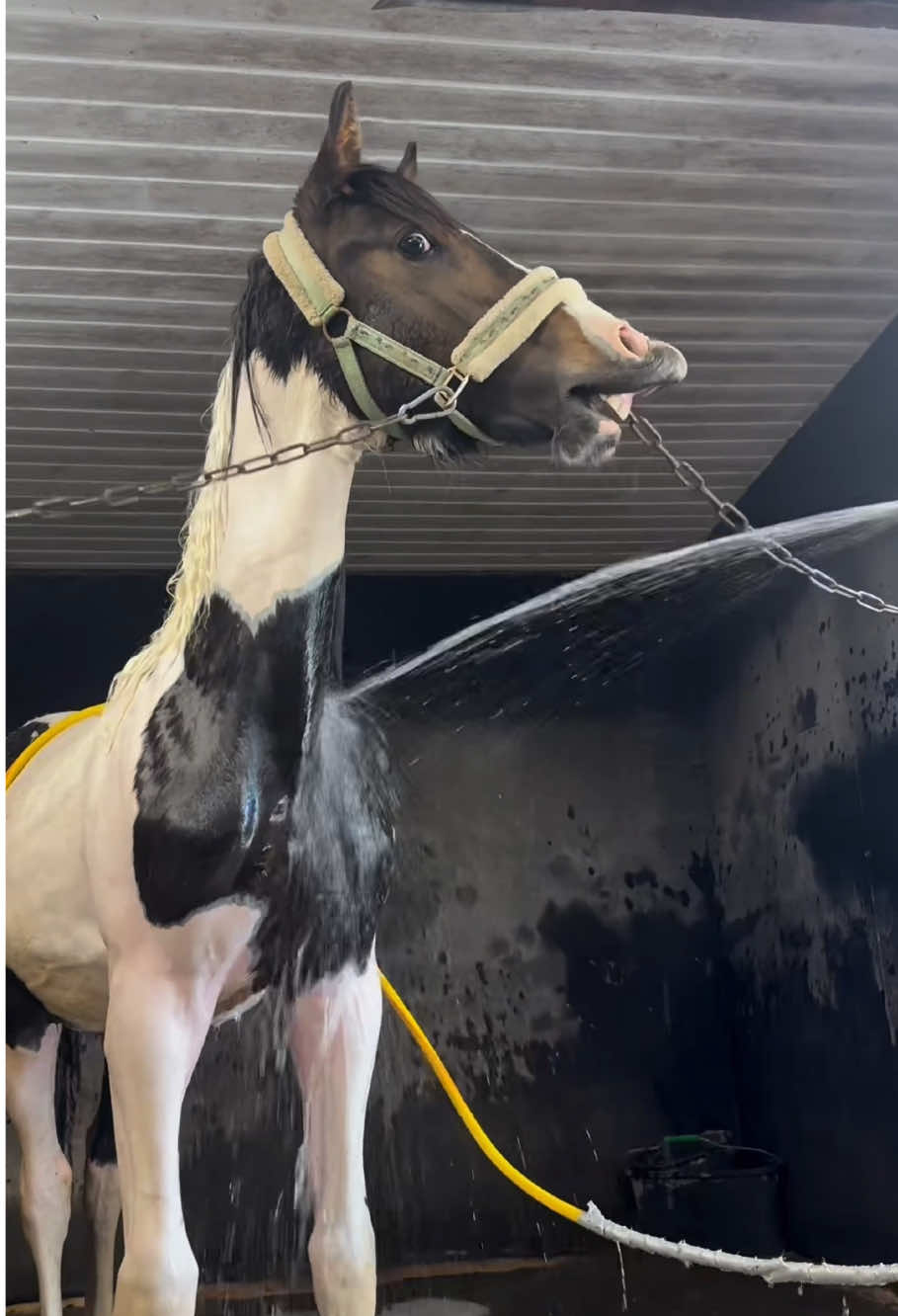 Crazy horse lips 🐴🤣🤣#fyp #funny #horse #pet #funnyhorse #happy #usa 