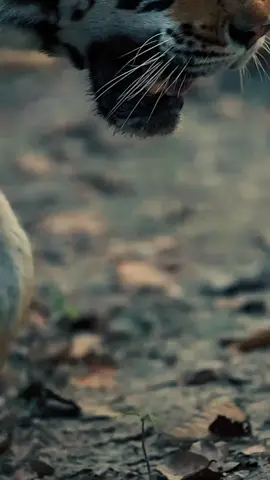 Harimau atau macan loreng](Panthera tigris) adalah kucing terbesar yang masih hidup dari genus Panthera. Harimau memiliki ciri loreng yang khas pada bulunya, berupa garis-garis vertikal gelap pada bulu oranye, dengan bulu bagian bawah berwarna putih.  Harimau adalah pemangsa puncak, mereka terutama memangsa ungulata seperti kijang dan babi celeng. Harimau adalah hewan teritorial dan umumnya merupakan pemangsa soliter yang penyendiri, tetapi tetap memiliki sisi sosial. Mereka tetap tinggal di area-area yang berdekatan, untuk mendukung kebutuhan makanan dan membesarkan keturunannya.  Anak harimau tinggal bersama ibu mereka selama sekitar dua tahun, kemudian akan hidup mandiri dan meninggalkan daerah jelajah ibu mereka untuk membangun rumah mereka sendiri. #animal #harimau #trending 