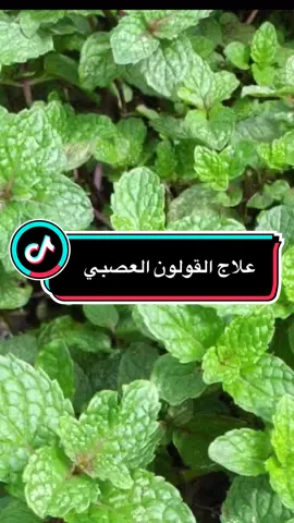 ‏علاج القولون العصبي  ”يشارك خطوات صغيرة تغيّر نمط الحياة وتمنح طاقة إيجابية كل يوم 🌸 نمط_حياة_صحية ##صحة##تغذية##LIVEIncentiveProgram##LIVEStory##PaidPartnership
