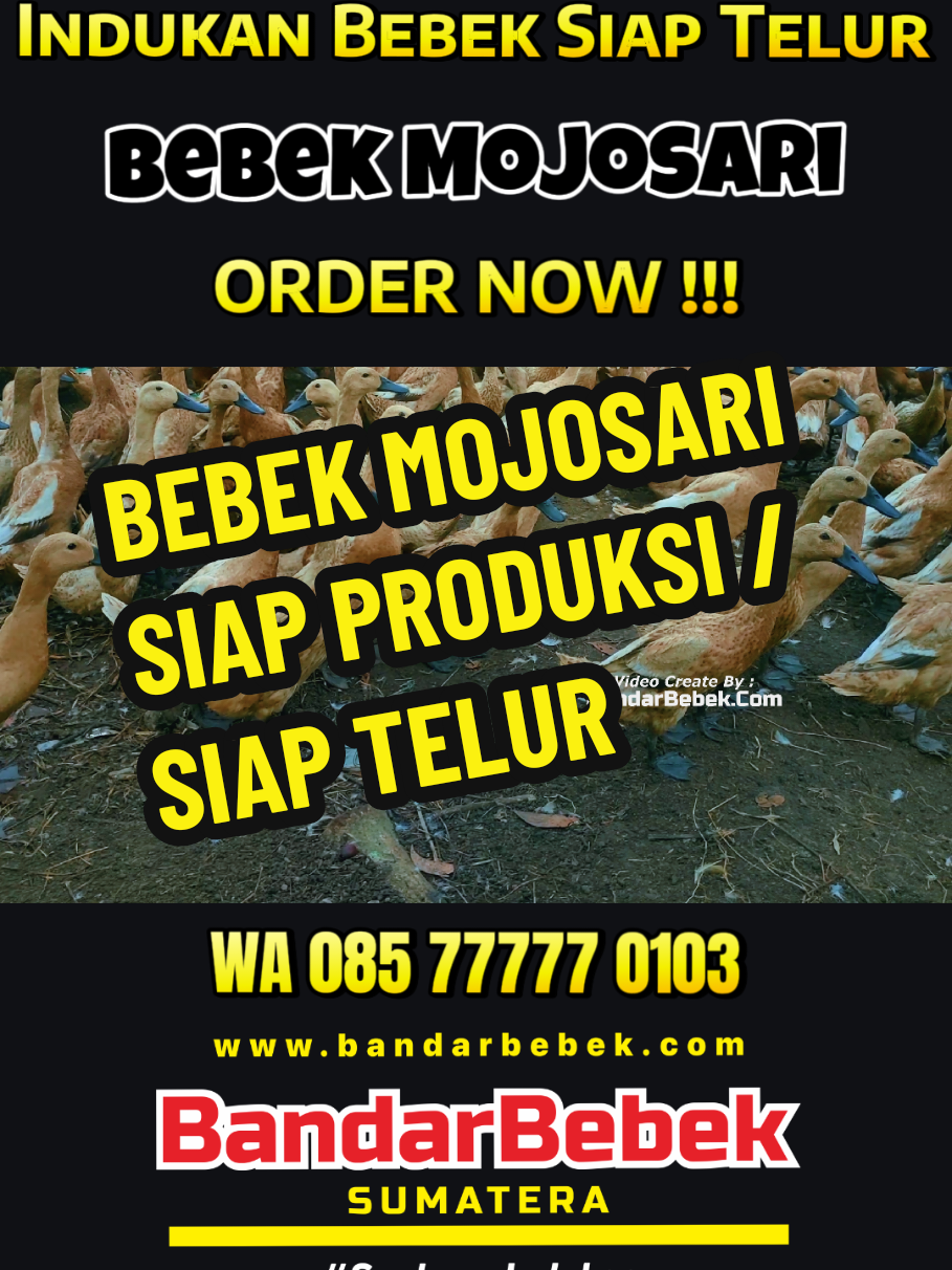 Lagi cari indukan bebek petelur berkualitas?? Bandar Bebek Sumatera solusinya!!! Kami menyediakan indukan bebek petelur berkualitas, jaminan produksi/bertelur dan jaminan afkir dibeli kembali. Free konsultasi dan pengarahan. Berminat bisa hubungi Kontak WhatsApp kami : 📞 085 77777 0103 📞 0823 1389 7475 📍Lokasi Poncowati Lampung Tengah, Lampung. Melayani pengiriman : Lampung, Sumsel, Jambi, Bangka Belitung, Riau, Bengkulu, Banten, DKI Jakarta dan sekitarnya. *** Hati-hati terhadap pihak lain yang mengatasnamakan kami.  #bandarbebeksumatera #bebeksiaptelur #indukanbebekmojosari #jualbebekpetelur  #duck