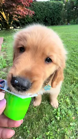 Avevano detto “niente vizi, solo crocchette”  #goldenretrieverpuppy #americangoldenretriever #assolutamenteperte #lifeisgoldenwithagolden #fruttolo #fruttolovers #foryou #perte  #dogsoftiktok #caniitalia #cuccioliditiktok #cucciolidolci @Nestlé 