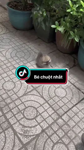 Nhỏ xíu mà còn xám xám nữa nhìn y như con chuột nhắt hà 🤣🤣🤣 giỡn chứ con là Pom màu orange sable nha ba mẹ #pomeranian #pom #chophocsoc 