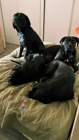 Bloquage de la chambre par des manifestants cannecorso 🤦🏽‍♂️aucun moyen de les déloger !!#togovssally #cannecorso #DogLovers #dogsoftiktok #DogTok 