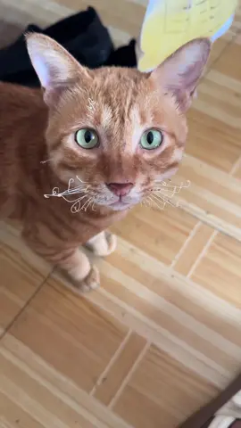 That's such a goofy moustache#cat 