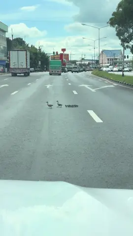 น่ารักก ข้ามเลยน้องพี่จะปกป้องเองง🦆🐣 #เป็ด #สัตว์โลกน่ารักtiktok #คลิปตลก #fy 