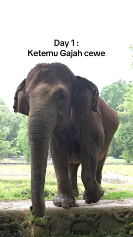Salah ngomong dikit ngamok! #fyp #gajah #gede