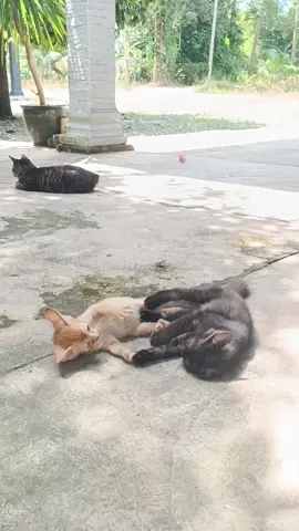 malas layan.. #kucing #kucinglucu #kucingcomel #catlover #catsoftiktok 