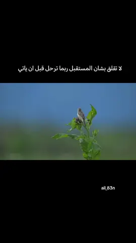 #مشاهدات #شورحاتي 