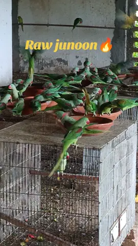 Raw parrots feeding time 💖