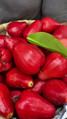 Ready lagi jambu citra merah manis seger nya. Buruan deh cek keranjang kuning #jambuair #jambucitra #bibitpohonbuah #bibitjambuair #mewalik 