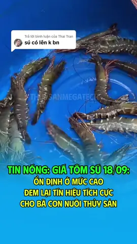 Trả lời @Thai Tran  giá tôm sú đang ở mức cao, bà con có thể tham khảo #megatech #tintuc24h #ramthang7amlich #tomsu #tom 