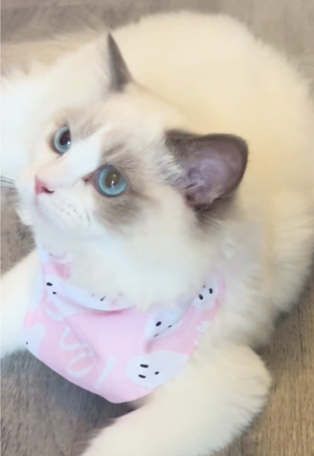 🎀🫶🏼😻🐾 #fyp #cutecat #catsofttiktok #ragdoll #foryoupagе 