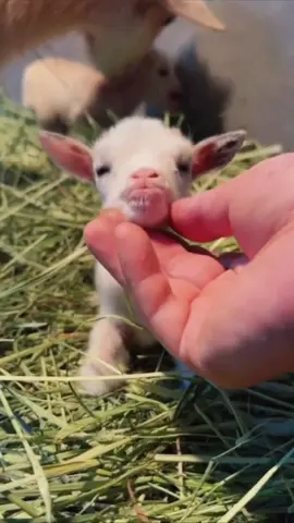 A little lamb to brighten your day 🐑 #cuteanimals #lamb #babysheep #babygoat #goat 