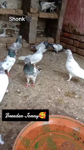 #Mashallah #Breeder Joray🖤🥰#Repost Pipln Aly