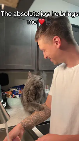 #cat #cutecat #foryou #fyp #viral 