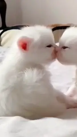 ibu #kucing #kucinglucu #kucingtiktok #kucinggemoy #kucingoren