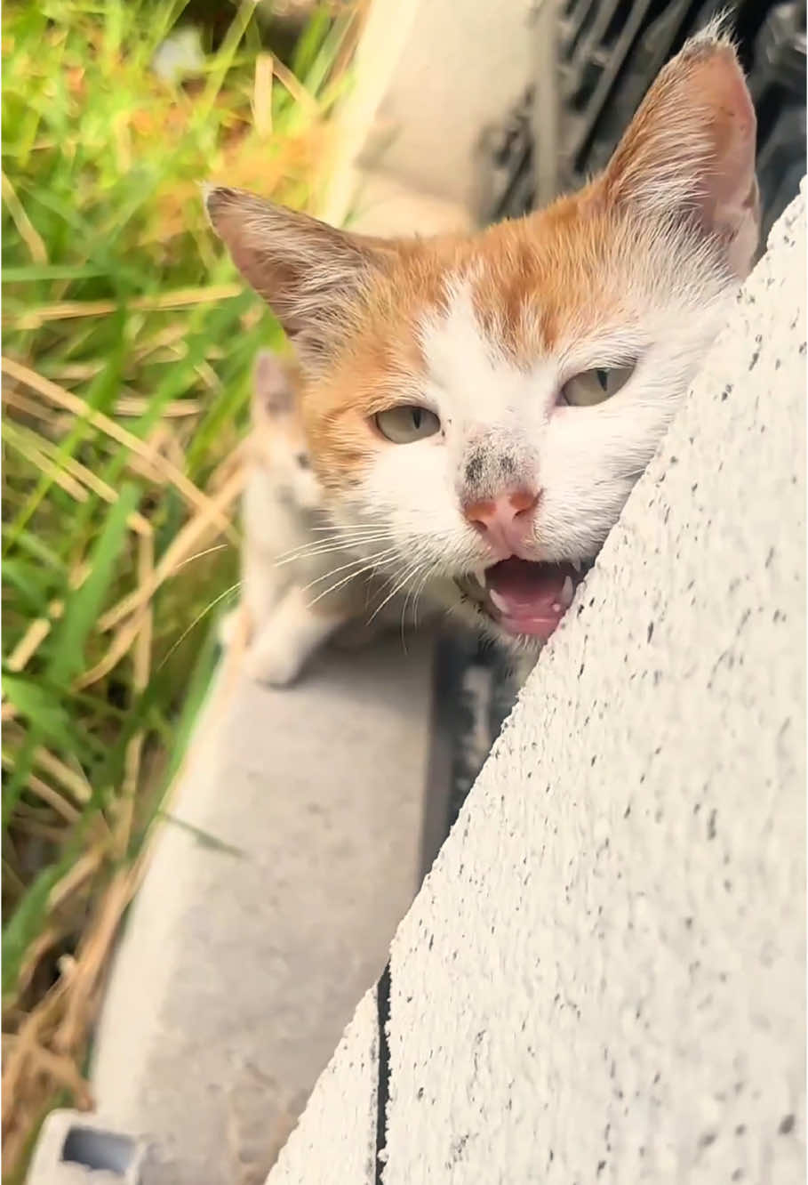 Never challenge a cat mom 🐾#cat #cats #catlover #catsoftiktok #kitten #fyp 