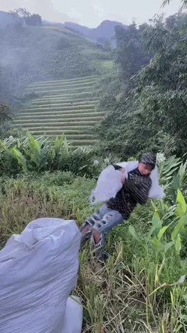 Đi công ty nhiều lắm về gặt lúa không vác nổi kk