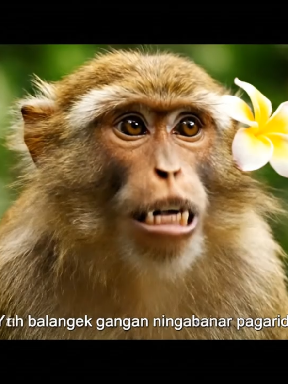 Tapi ini bukan tentang pisang 😏 #ai #gemini #veo3  #humortiktok #masukberanda 