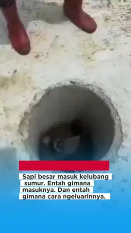 kok iso i Lo🤣🤣🤣🤣🤣 #sapi #meme #lucu #ngakak #viral 