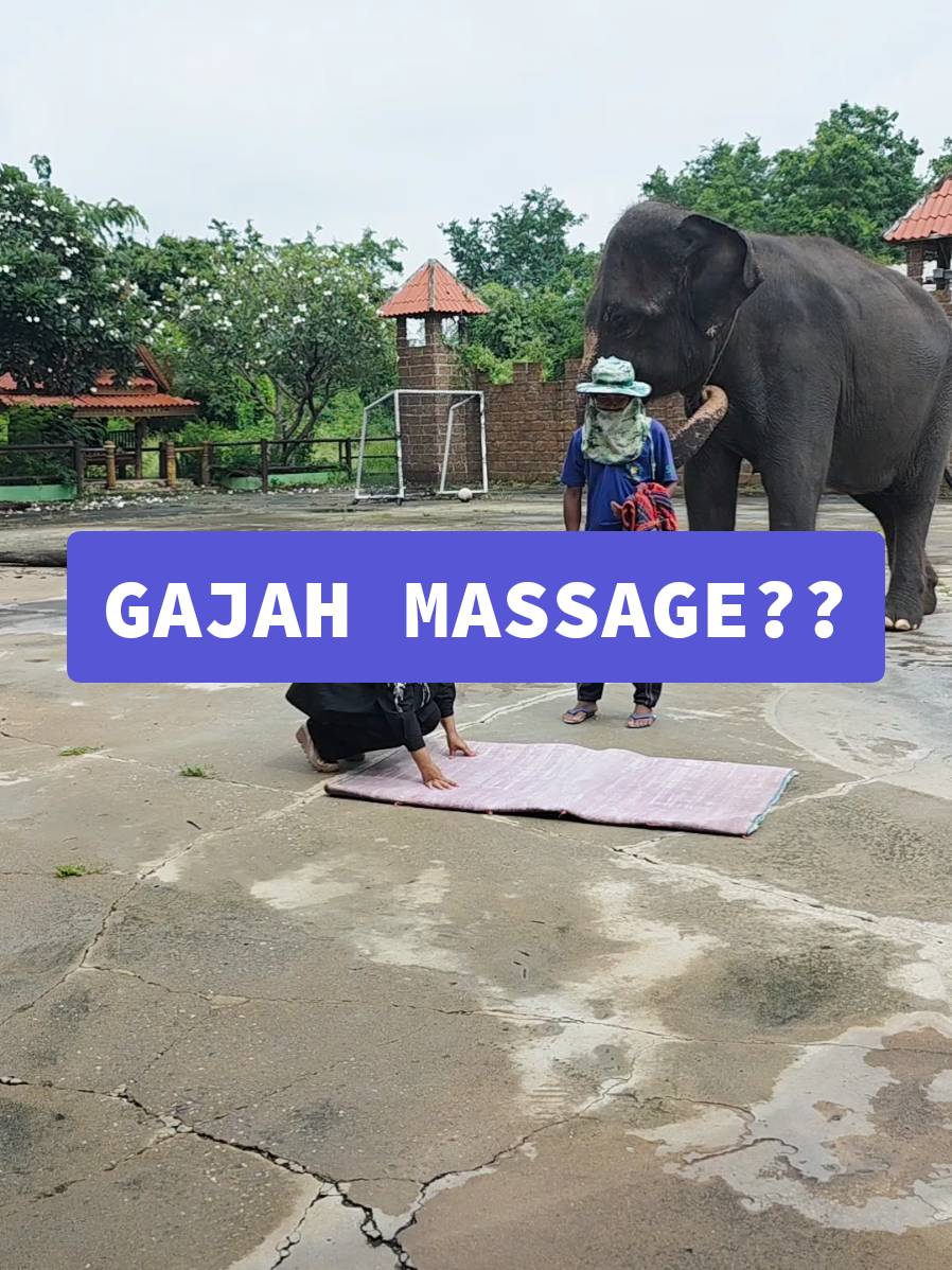 Tak sakit ke gajah massage?? Tak sakit pun dia acah2 je Ini salah 1 persembahan di Safari Kanchanaburi, Thailand.  #kakjura #foundermagika 