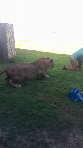 regardez comment j'ai maitrise le lion #viral #bizz 