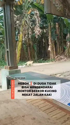 HEBOH❗DI DUGA TIDAK BISA MENGENDARAI MONTOR SEEKOR KUCING NEKAT JALAN KAKI. Kamis(18/09/2025) warga yang lagi ngopi tidak di kagetkan oleh seekor kucing, menurut warga ini hal yang umum. #viral #heboh #beritatiktok #beritaviral #fyp 
