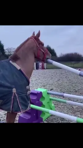 Horses mouth must bite something😇#LanguageLearning #olebrandselect #fentysuperbrandday #horses #funnyhorse #tik_tok #fyp #usa🇺🇸 #horse #fypシ 