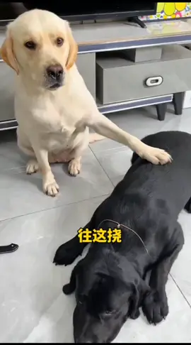 #funnydog #funnyvideos