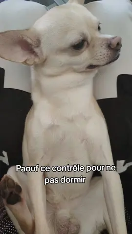 fidodolebébé  #chien #fidodobb #faidodobb 