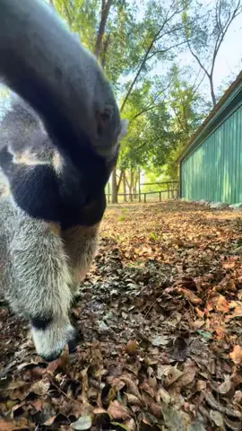 You smell funny.  #alabama #safari #asmr #anteater #smell 