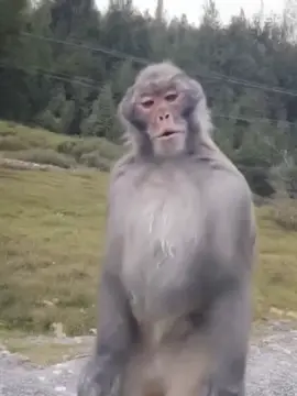 Sexy Monkey Dancing 😄#funnyvideos #FunnyAnimals #trending #Dance #fyp 