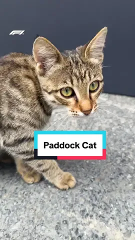 sorry everyone we were going to film drivers arriving but the baku paddock has a cat, hope you understand 🐈 #f1 #formula1 #azerbaijangp #cattok #cats 