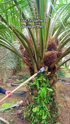 socfindo lame di usia 7thn. #panensawit #petani 