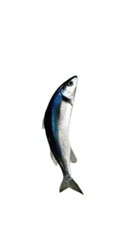 SpinningFish#SpinningFish #fish #animals #pet #pets #fyp #foryou #foryoupage #viral 