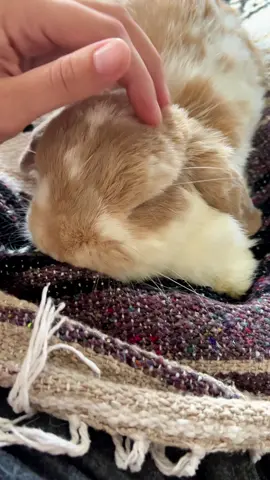 Happy honking bunny during morning snuggle time #bunny #rabbit #cute #pet #PetsOfTikTok 