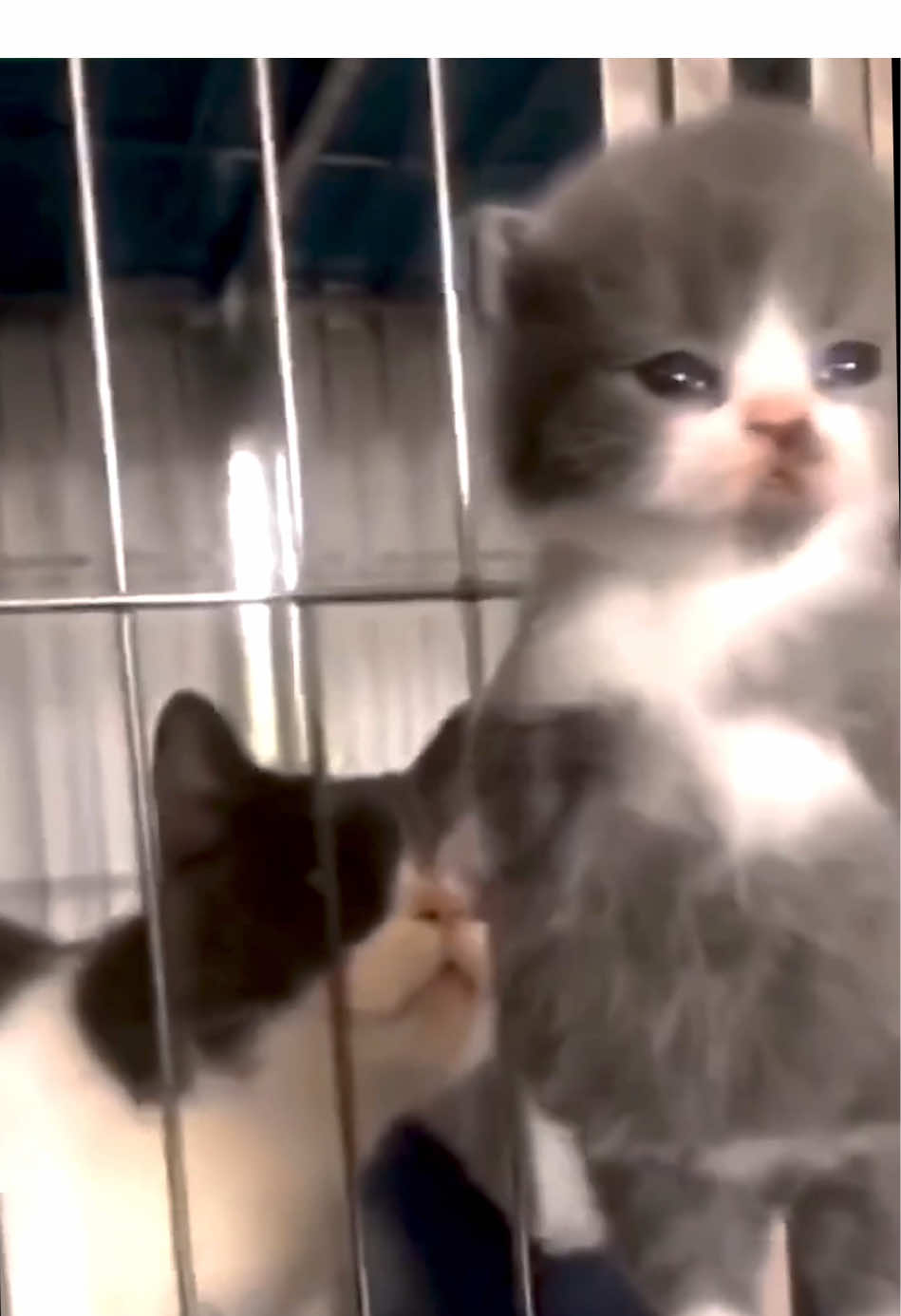So small #kitten #catlover #cute #cutebaby #catoftiktok 