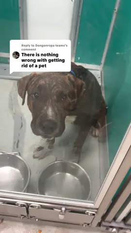 Replying to @Dangonropa teams you're wrong. How could you say that?? Pets are lifelong commitments and if you feel like they're disposable you should NEVER get an animal. #foster #shelter #rescue #adopt 
