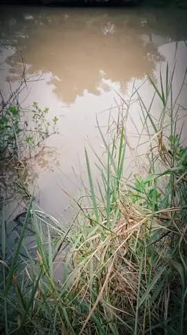 #caucatunhien #caucagiaitri #chill ổn áp🥰