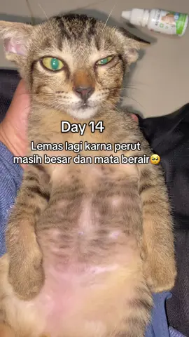 Padahal udh diberi obat cacing minggu lalu#kucing #catfyp #fypforyou #fyp #viral 