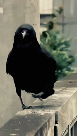 Gagak adalah anggota burung pengicau (Passeriformes) yang termasuk dalam genus Corvus, suku Corvidae. #animals #hewan #burunggagak #soundviral #fyp 