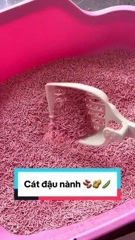 Thề, tới hôm nay vẫn không có mùi #catdaunanh #catmeo #catmeothom #catmeokhumui #catmeogiare 