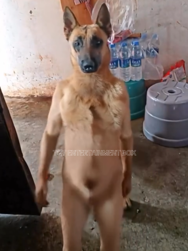 🤣 NAY NHẢY TÓP TÓP LUÔN | OMG HE DANCED ON TIKTOK #pet #dog #funny #tiktokdance #tqt_entertainment_box 