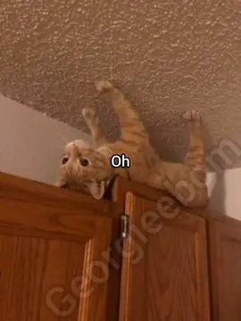 Let me she them #cat #funny #meme #georgieebom #fyp 