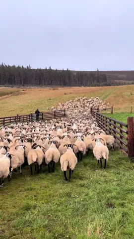 Blackface Sheep ⛰️  a love, hate relationship  #blackface #farming #Scotland #sheep #fyp 